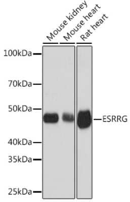 Western Blot: ERR gamma/NR3B3 Antibody (2W3A9) [NBP3-16836] - Western blot analysis of extracts of various cell lines, using ERR gamma/NR3B3 Rabbit mAb (NBP3-16836) at 1:1000 dilution. Secondary antibody: HRP Goat Anti-Rabbit IgG (H+L) at 1:10000 dilution. Lysates/proteins: 25ug per lane. Blocking buffer: 3% nonfat dry milk in TBST. Detection: ECL Basic Kit. Exposure time: 1s.