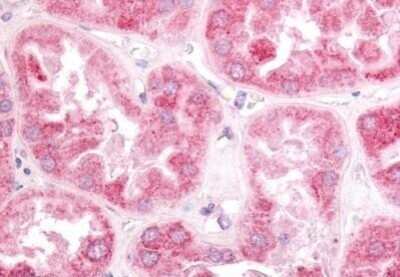 Immunohistochemistry-Paraffin: ERR gamma/NR3B3 Antibody [NB100-59007] - Analysis of anti-ESRRG / ERR3 antibody with human kidney at concentration 10 ug/ml.