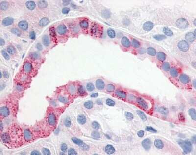 Immunohistochemistry-Paraffin: ERR gamma/NR3B3 Antibody [NLS2400] - Analysis of anti-ERR Gamma antibody with kidney.