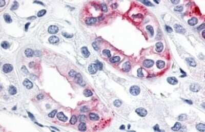 Immunohistochemistry-Paraffin: ERR gamma/NR3B3 Antibody [NLS5960] - Anti-ESRRG / ERR Gamma antibody IHC of human kidney. Immunohistochemistry of formalin-fixed, paraffin-embedded tissue after heat-induced antigen retrieval.