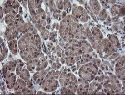 Immunohistochemistry: ERR gamma/NR3B3 Antibody (OTI1E5) - Azide and BSA Free [NBP2-70691] - Analysis of Human pancreas tissue.