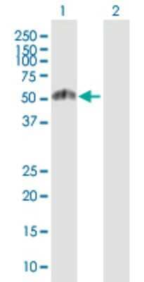 Western Blot: ERR gamma/NR3B3 Antibody [H00002104-B01P] - Analysis of ESRRG expression in transfected 293T cell line by ESRRG polyclonal antibody.  Lane 1: ESRRG transfected lysate(47.85 KDa). Lane 2: Non-transfected lysate.