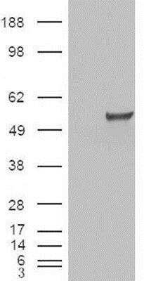 Western Blot: ERR gamma/NR3B3 Antibody [NBP1-00182] -  HEK293 overexpressing ESRRG and probed with (mock transfection in first lane).