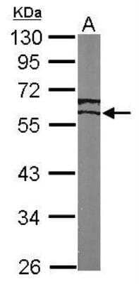 Western Blot: ERR gamma/NR3B3 Antibody [NBP1-32853] -  Sample (50 ug of whole cell lysate) A: Mouse brain 10% SDS PAGE; antibody diluted at 1:1000.