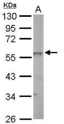 Western Blot: ERR gamma/NR3B3 Antibody [NBP1-32853] -  Rat spleen lysate/extract.