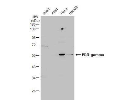 Western Blot: ERR gamma/NR3B3 Antibody [NBP1-32853] - Various whole cell extracts (30 ug) were separated by 10% SDS-PAGE, and the membrane was blotted with ERR gamma antibody diluted at 1:3000. The HRP-conjugated anti-rabbit IgG antibody (NBP2-19301) was used to detect the primary antibody.