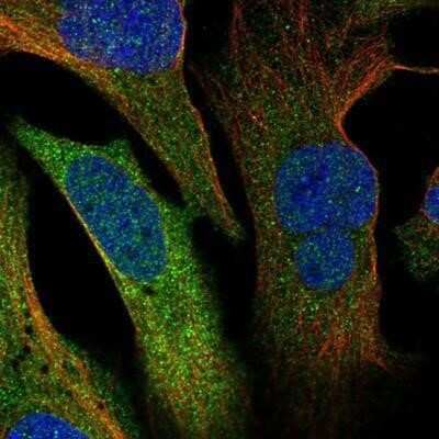 Immunocytochemistry/Immunofluorescence: ERRFI1 Antibody [NBP1-81835] - Staining of human cell line U-2 OS shows positivity in cytoplasm. Antibody staining is shown in green.