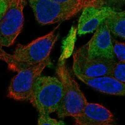 Immunocytochemistry/Immunofluorescence: ERRFI1 Antibody [NBP3-17248] - Staining of human cell line Hep G2 shows localization to cytosol.