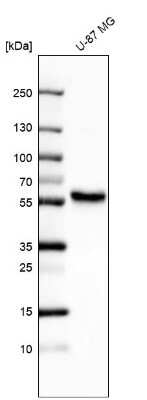 Western Blot ERRFI1 Antibody - BSA Free