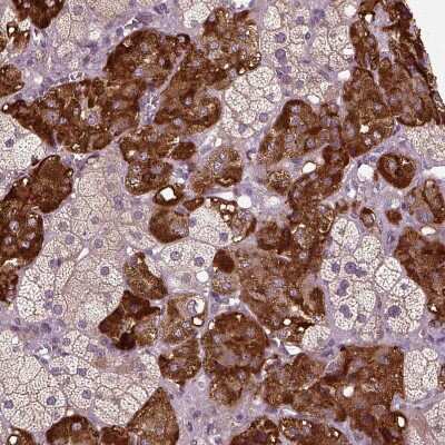 Immunohistochemistry-Paraffin: ERV3-1 Antibody [NBP2-62602] - Staining of human adrenal gland shows moderate to strong cytoplasmic positivity in glandular cells.