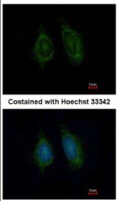 Immunocytochemistry/Immunofluorescence: ERp57 Antibody [NBP2-16370] - Immunofluorescence analysis of methanol-fixed HeLa, using antibody at 1:200 dilution.
