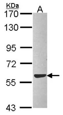 Western Blot: ERp57 Antibody [NBP2-16370] - Sample (30 ug of whole cell lysate) A: Hep G2 7. 5% SDS PAGE gel, diluted at 1:1000.