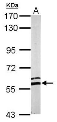 Western Blot: ERp57 Antibody [NBP2-16370] - Sample (50 ug of whole cell lysate) A: Mouse Brain, 7. 5% SDS PAGE gel, diluted at 1:1000.