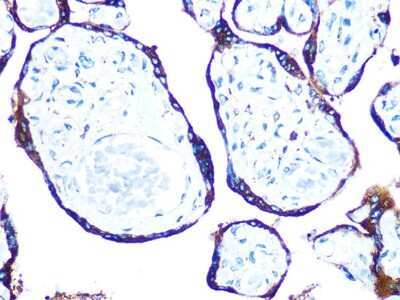 Immunohistochemistry-Paraffin: ERp57/PDIA3 Antibody (9S9X4) [NBP3-16394] - Immunohistochemistry of paraffin-embedded human placenta using ERp57/PDIA3 Rabbit mAb (NBP3-16394) at dilution of 1:100 (40x lens).Perform microwave antigen retrieval with 10 mM PBS buffer pH 7.2 before commencing with IHC staining protocol.