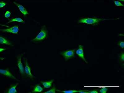 Immunocytochemistry/Immunofluorescence: ERp57/PDIA3 Antibody [H00002923-D01P] - Analysis of antibody to PDIA3 on HeLa cell. Antibody concentration 20 ug/ml.