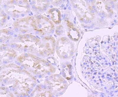 Immunohistochemistry-Paraffin: ERp57/PDIA3 Antibody (JM11-44) [NBP2-66824] - Analysis of paraffin-embedded human kidney tissue using anti-ERp57 antibody. Counter stained with hematoxylin.