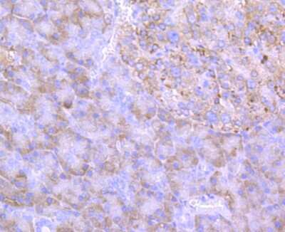 Immunohistochemistry-Paraffin: ERp57/PDIA3 Antibody (JM11-44) [NBP2-66824] - Analysis of paraffin-embedded human pancreas tissue using anti-ERp57 antibody. Counter stained with hematoxylin.