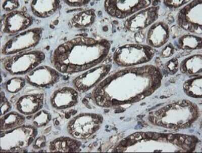 Immunohistochemistry: ERp57/PDIA3 Antibody (OTI4D7) - Azide and BSA Free [NBP2-70849] - Analysis of Human Kidney tissue. (Heat-induced epitope retrieval by 10mM citric buffer, pH6.0, 120C for 3min)