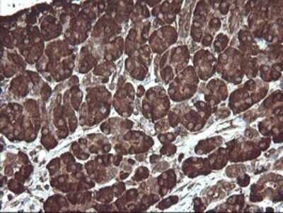 Immunohistochemistry: ERp57/PDIA3 Antibody (OTI4D7) - Azide and BSA Free [NBP2-70849] - Analysis of Human pancreas tissue. (Heat-induced epitope retrieval by 10mM citric buffer, pH6.0, 120C for 3min)