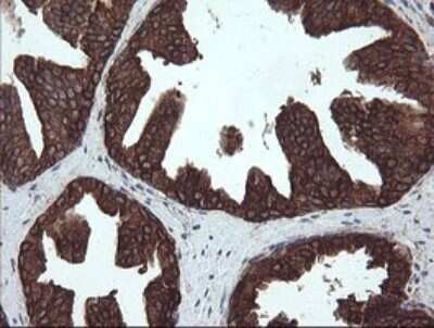 Immunohistochemistry: ERp57/PDIA3 Antibody (OTI4D7) - Azide and BSA Free [NBP2-70849] - Analysis of Human prostate tissue. (Heat-induced epitope retrieval by 10mM citric buffer, pH6.0, 120C for 3min)