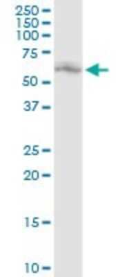 Western Blot: ERp57/PDIA3 Antibody [H00002923-D01P] - Analysis of PDIA3 expression in HeLa.
