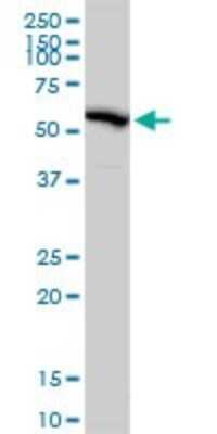 Western Blot: ERp57/PDIA3 Antibody [H00002923-D01P] - Analysis of PDIA3 expression in mouse liver.