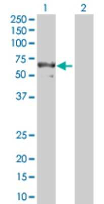 Western Blot: ERp57/PDIA3 Antibody [H00002923-D01P] - Analysis of PDIA3 expression in transfected 293T cell line by PDIA3 polyclonal antibody.Lane 1: PDIA3 transfected lysate(56.80 KDa).Lane 2: Non-transfected lysate.