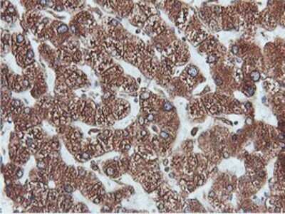 Immunohistochemistry: ERp72 Antibody (OTI2B9) - Azide and BSA Free [NBP2-71488] - Staining of paraffin-embedded Human liver tissue using anti-ERp72 mouse monoclonal antibody.
