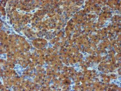 Immunohistochemistry: ERp72 Antibody (OTI2B9) - Azide and BSA Free [NBP2-71488] - Staining of paraffin-embedded Human pancreas tissue using anti-ERp72 mouse monoclonal antibody.