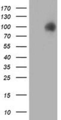 Western Blot: ERp72 Antibody (OTI2B9) - Azide and BSA Free [NBP2-71488] - HEK293T cells were transfected with the pCMV6-ENTRY control (Left lane) or pCMV6-ENTRY ERp72 (Right lane) cDNA for 48 hrs and lysed. Equivalent amounts of cell lysates (5 ug per lane) were separated by SDS-PAGE and immunoblotted with anti-ERp72.