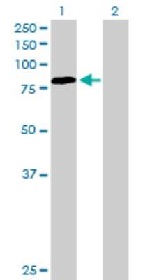 Western Blot: ERp72 Antibody [H00009601-B01P] - Analysis of PDIA4 expression in transfected 293T cell line by PDIA4 polyclonal antibody.  Lane1:PDIA4 transfected lysate(70.95 KDa). Lane2:Non-transfected lysate.