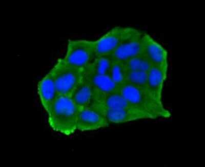 Immunocytochemistry/Immunofluorescence: ESD Antibody (J0-8) [NBP2-66825] - Staining of Hela cells using anti-ESD Mouse mAb.