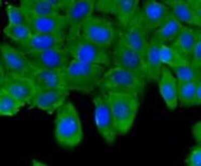 Immunocytochemistry/Immunofluorescence: ESD Antibody (J0-8) [NBP2-66825] - Staining of HepG2 cells using anti-ESD Mouse mAb.