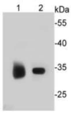 Western Blot: ESD Antibody (J0-8) [NBP2-66825] - Analysis on different cell lysates using anti-ESD Mouse mAb.  Positive control:  Lane 1: K562  Lane 2: Jurkat