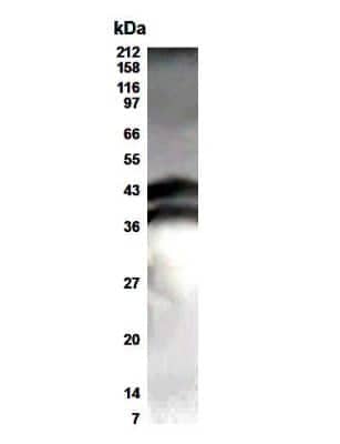 Western Blot: ESE1 Antibody [NB600-212] - WB detection of ESE1 in T84 colon carcinoma cells with NB600-212 antibody at a dilution of 1:500. Please note that this antibody detects both isoforms of ESE1 with expected molecular weight of 41.4 kDa and 39.3 kDa.