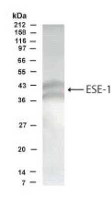 Western Blot: ESE1 Antibody [NB600-212] - Western blot analysis of ESE1 in T84 colon carcinoma cells using NB600-212 at 1:500 dilution. Recognizes both isoforms of ESE1.