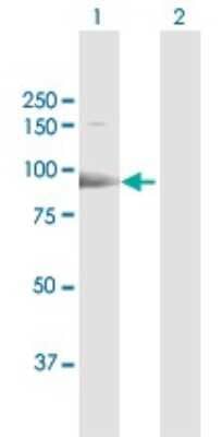Western Blot ESF1 Antibody - Azide and BSA Free