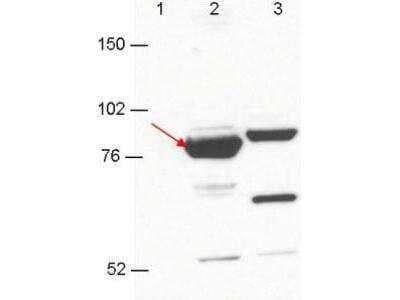 Western Blot: ESRP1/2 Antibody (23A7.C9) [NBP1-77971] - 293T cell extracts. Lane 1: GFP-transfected. Lane 2: Esrp-1 transfected (arrow). Lane 3: Esrp-2 transfected. Each lane contains approximately 5 ug of lysate. Primary antibody was used at a 1:1000 dilution in PBS-T plus milk, and reacted for 1hr at room temperature. The membrane was washed and reacted with a 1:10,000 dilution of an anti-mouse ECL antibody for 1hr at room temperature. Molecular weight estimation was made by comparison to prestained MW markers.