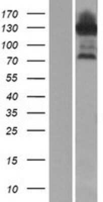 Western Blot ESRP1 Overexpression Lysate