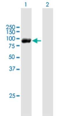 Western Blot: ESRP2 Antibody [H00080004-B01P] - Analysis of RBM35B expression in transfected 293T cell line by RBM35B polyclonal antibody.  Lane 1: RBM35B transfected lysate(77.40 KDa). Lane 2: Non-transfected lysate.