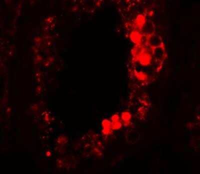 Immunocytochemistry/Immunofluorescence: ESX1 Antibody [NBP1-77114] - Immunofluorescence of ESX1 in human testis tissue with ESX1 antibody at 20 ug/mL.