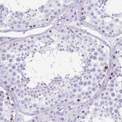 Immunohistochemistry-Paraffin: ESX1 Antibody [NBP2-13973] - Staining of human testis shows high expression.