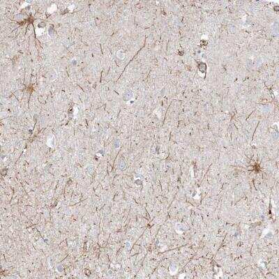 Immunohistochemistry-Paraffin: ETAA1 Antibody [NBP2-38229] - Staining of human cerebral cortex shows positivity in neuronal processes.