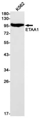 Western Blot: ETAA1 Antibody (S03-8J1) [NBP3-19627] - Western blot detection of ETAA1 in K562 cell lysates using NBP3-19627 (1:1000 diluted). Predicted band size: 103kDa. Observed band size: 103kDa.