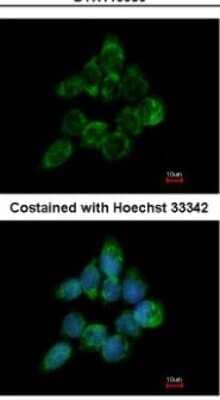 Immunocytochemistry/ Immunofluorescence ETEA Antibody