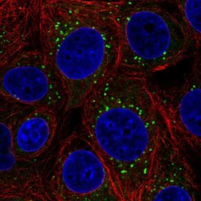 Immunocytochemistry/Immunofluorescence: ETEA Antibody [NBP2-57046] - Staining of human cell line MCF7 shows localization to lipid droplets.