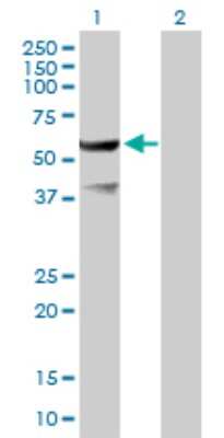 Western Blot: ETEA Antibody [H00023197-B01P] - Analysis of FAF2 expression in transfected 293T cell line by FAF2 polyclonal antibody.  Lane 1: UBXD8 transfected lysate(48.95 KDa). Lane 2: Non-transfected lysate.