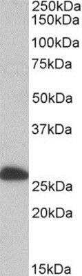 Western Blot: ETFB Antibody [NBP1-49843] - (0.1ug/ml) staining of Human Liver lysate (35ug protein in RIPA buffer). Primary incubation was 1 hour. Detected by chemiluminescence.