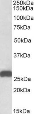 Western Blot: ETFB Antibody [NBP1-49844] - Analysis of ETFB (aa 231-243) in Mouse Liver lysate (35ug protein in RIPA buffer) using NBP1-49844 at 0.01 ug/ml. Primary incubation was 1 hour. Detected by chemiluminescence.