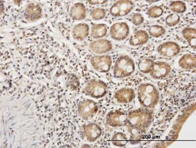 Immunohistochemistry-Paraffin: ETHE1 Antibody [H00023474-B01P] - Analysis of purified antibody to ETHE1 on formalin-fixed paraffin-embedded human small Intestine. (antibody concentration 3 ug/ml)